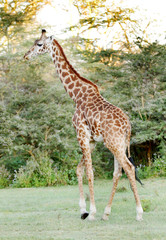 Naklejka na ściany i meble A tall Giraffe walking