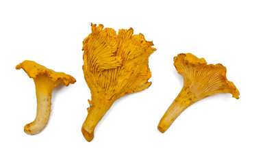 Fototapeta premium Chanterelle mushroom isolated on white background