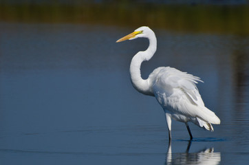 Great Egret Hunting for Fish