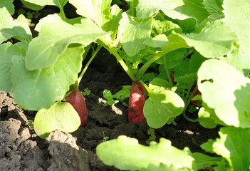 Radishes growing in soil