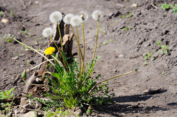 bush of dandelion