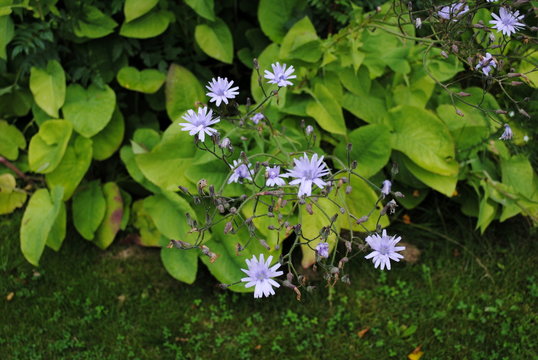 Wegwarte