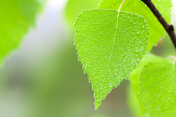 green leaf with water drops close up © yanikap
