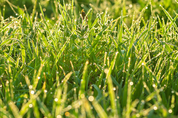green background from a grass on a lawn