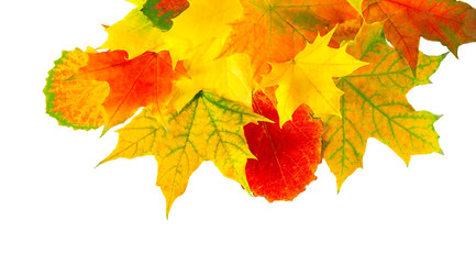 colored autumn leaves isolated on a white background