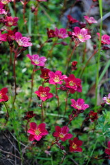 Saxifraga Arendsii-Hybride