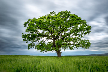 Fototapeta na wymiar Blurred Long-Exposure green tree in a field