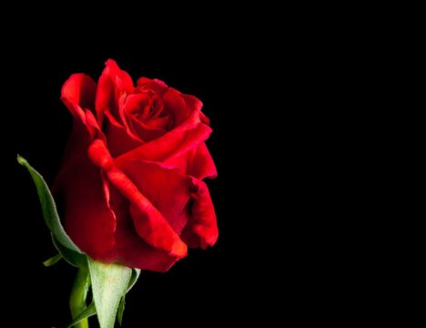 Fototapeta red rose on black background with space for text
