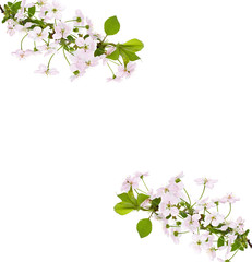 apple pink flowers branch on a white background