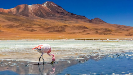 Naklejka premium Flamingo in a lake
