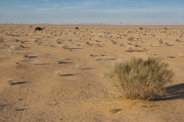 wielbłądy na pustyni, suchy krzak  - obrazy, fototapety, plakaty