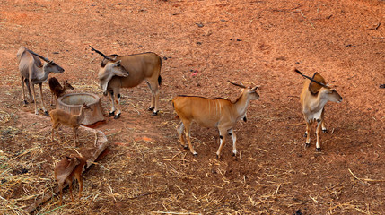 Springbok in the zoo