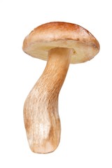 Fototapeta premium Boletus pinophilus over white background
