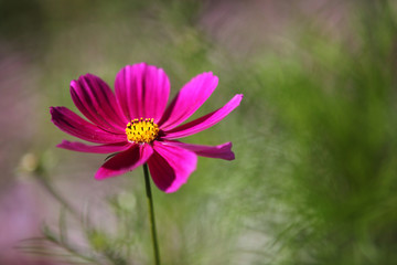 Fototapeta premium The image of beautiful nature