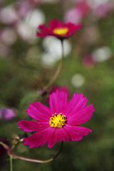 The image of beautiful nature