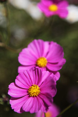 Obraz premium The image of beautiful nature