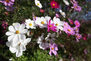 The image of beautiful nature