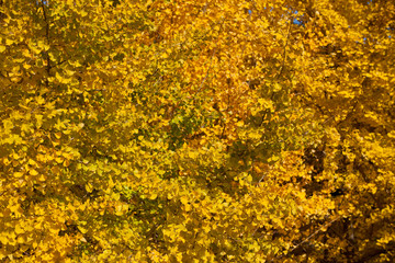 The image of beautiful scenery