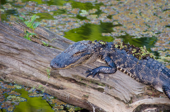 Baby Florida Alligator Sunning on Log in Swamp