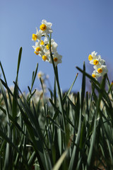 The image of beautiful nature