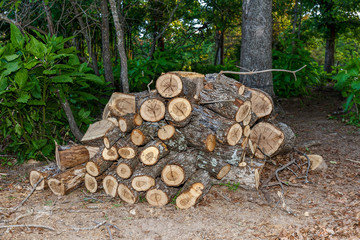 Cut Firewood