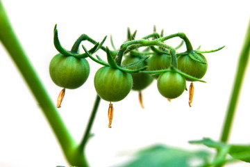 Young green tomatoes