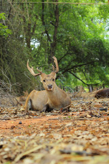 sika deer in the nature