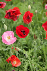 The image of beautiful nature