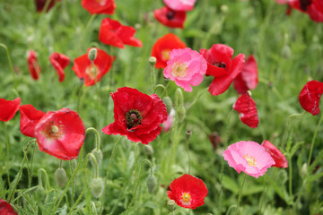 The image of beautiful nature