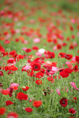 The image of beautiful nature