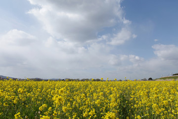 Obraz premium The image of beautiful scenery