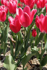 The image of beautiful nature