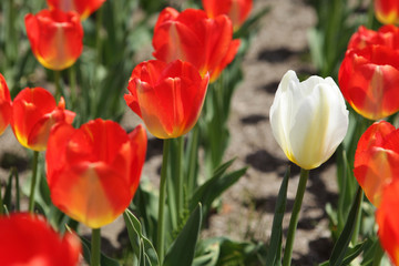 The image of beautiful nature