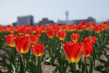 Obraz premium The image of beautiful nature