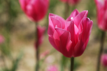 The image of beautiful nature