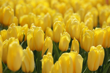 Obraz premium The image of beautiful nature