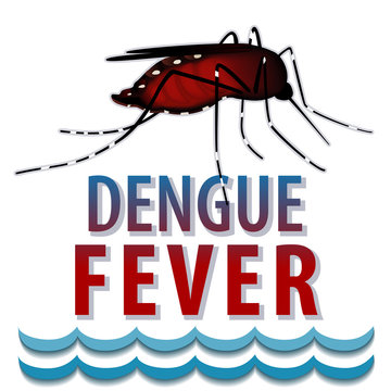 Dengue Fever Mosquito, standing water, infectious virus disease