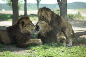 Naklejka premium The image of animal