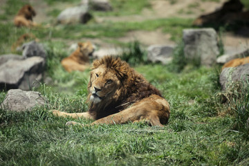 The image of animal