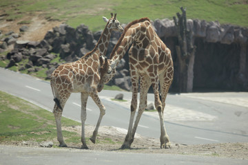 The image of animal