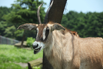 The image of animal