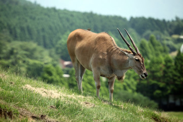 The image of animal