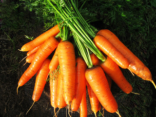 beam of orange carrots on a log