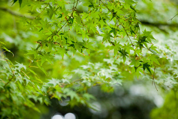 The image of landscape