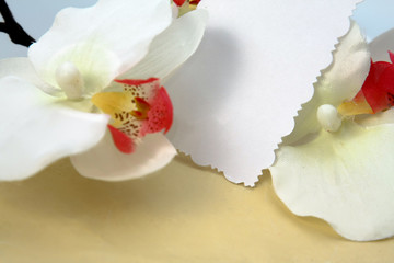 Orchid , isolated on white background.