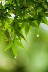 The image of landscape