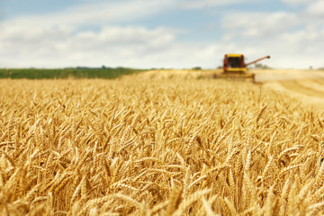 Wheat harvesting - obrazy, fototapety, plakaty