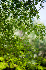 The image of landscape