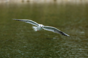 gull flying across the water