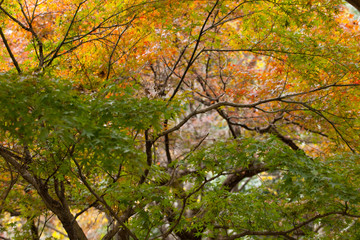 The image of landscape